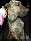 Rokin Robin - Reverse Brindle Great Dane